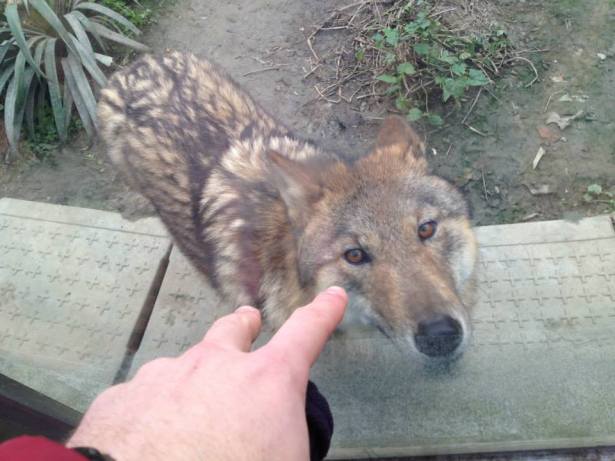 wolf_chengdu